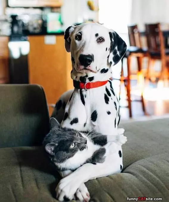 We Are Buddies