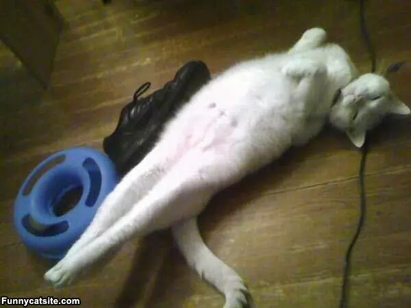 Stretchy Cat