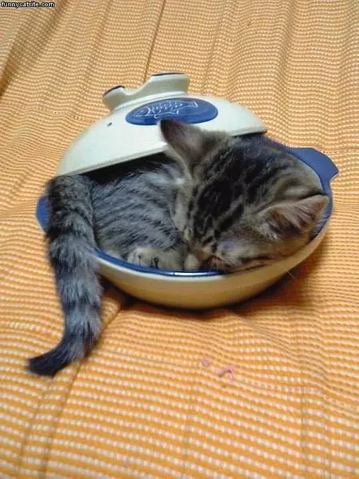 Tiny Cat In Container