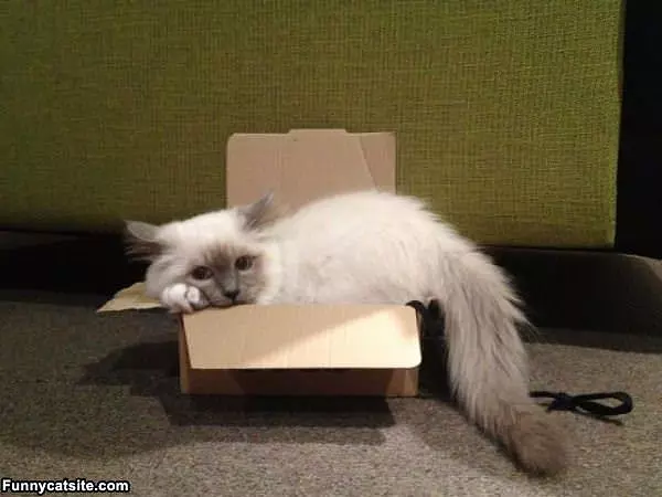 I Barely Fit In This Box