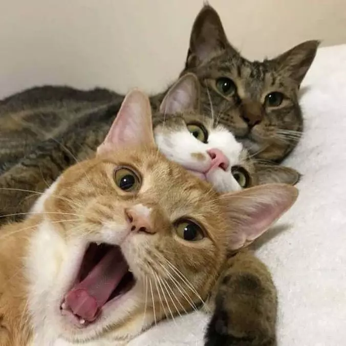 Cat Cat Cat