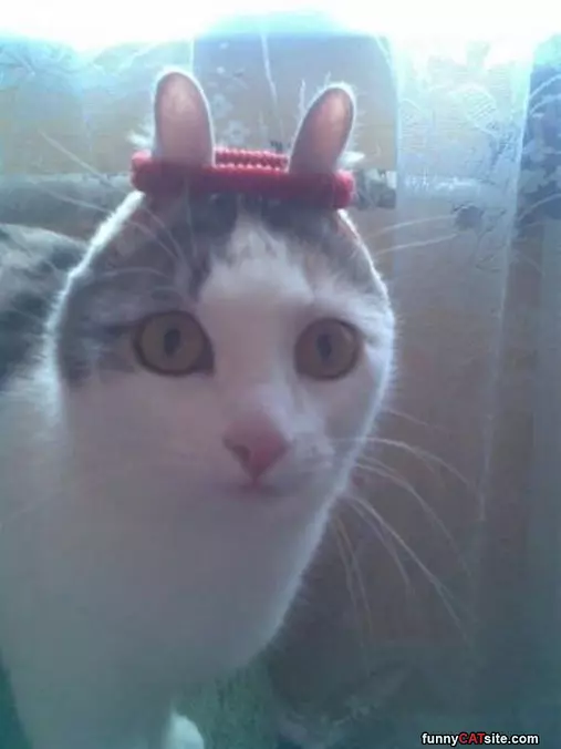 I Am A Bunny