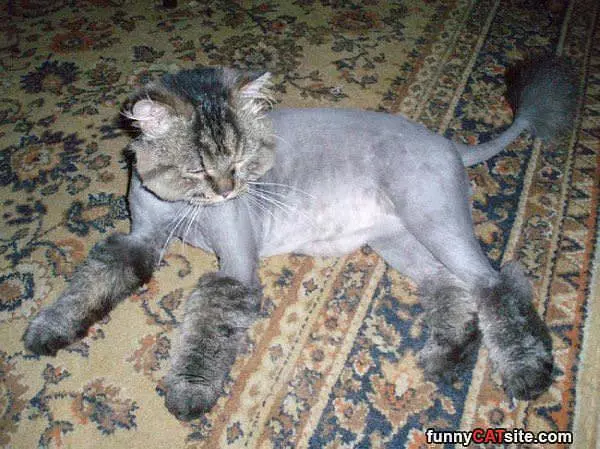 I Am A Lion Sort Of