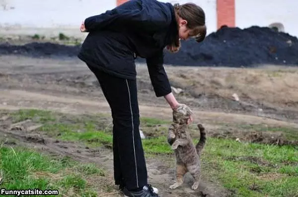 Cat Loves Being Pet