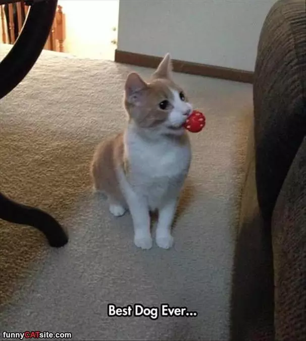 Best Dog Ever