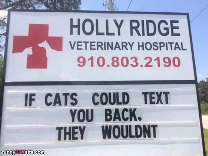 If Cats Could Text You Back