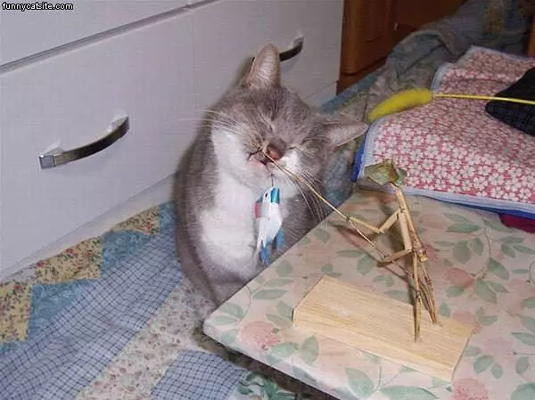 Cat Wants Fake Fish