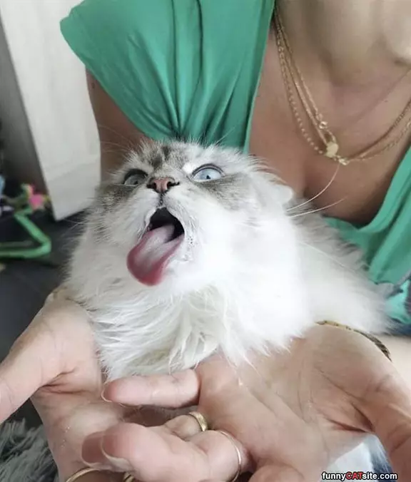 Raaaaaaaa
