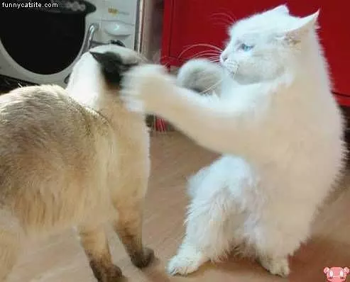 Boxing Cats