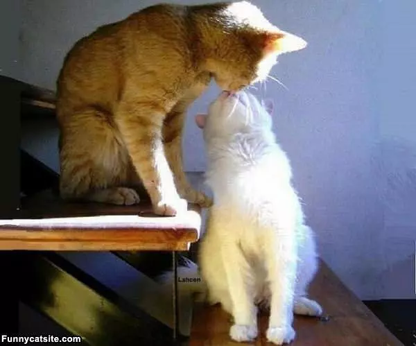Kitty Kisses