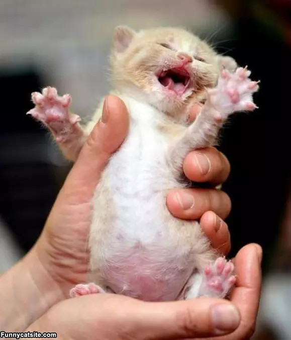 Im A Lion Rawrrr