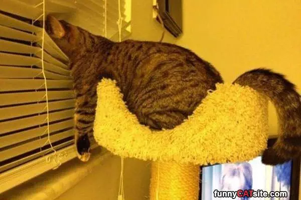 Watching The Outdoors