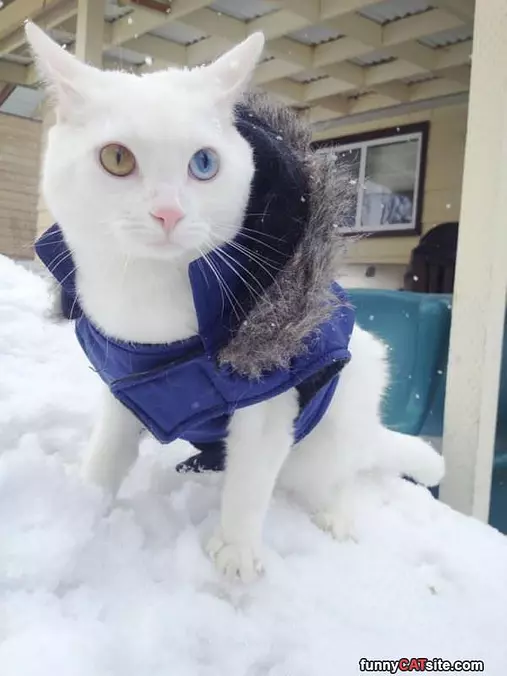 Ready For The Snow