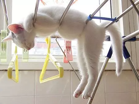 I Sleep Here