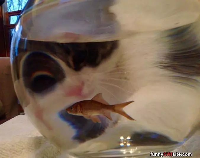 I Can Catch This