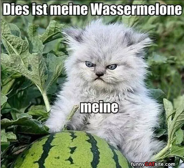 My Watermelon