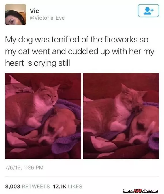 The Dog Was Scared