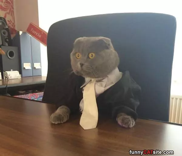 All Business