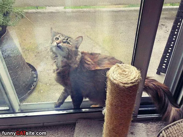 I Want Out