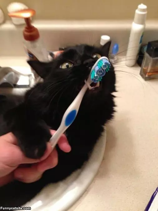 Brushy Brushy