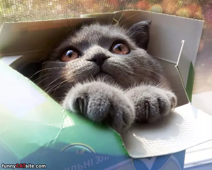 In A Box