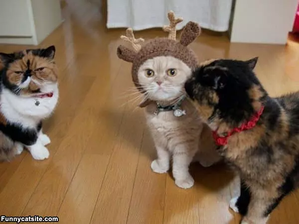 Antlers Cat