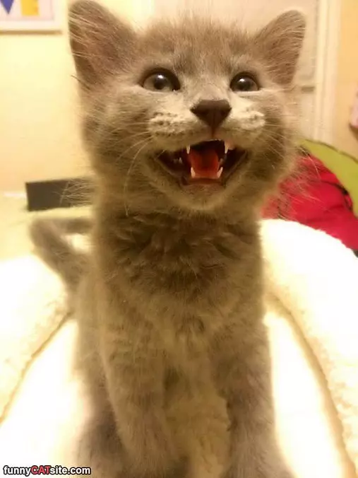 Smiling Cat