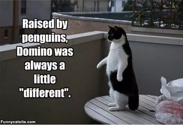 Domino The Cat