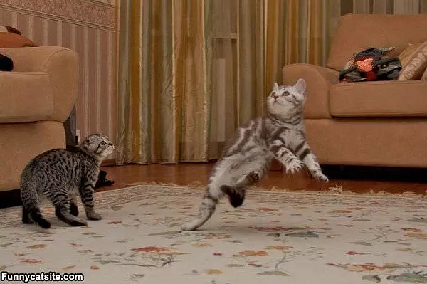 Ninja Moves