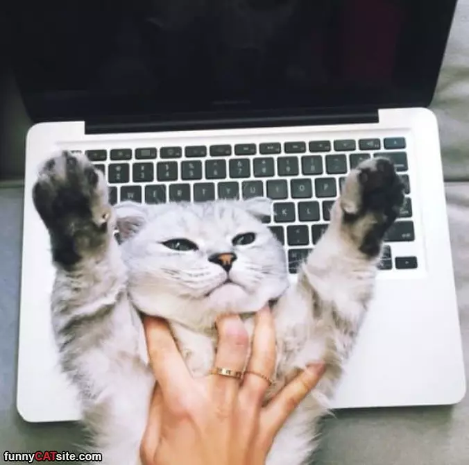 Purrrr More Petting