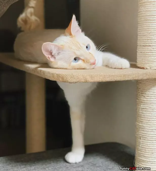 I Can Reach It