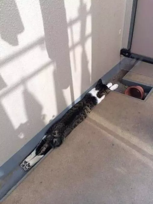 Stealth Napping