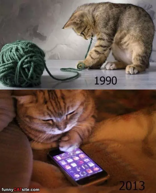 Even The Cats