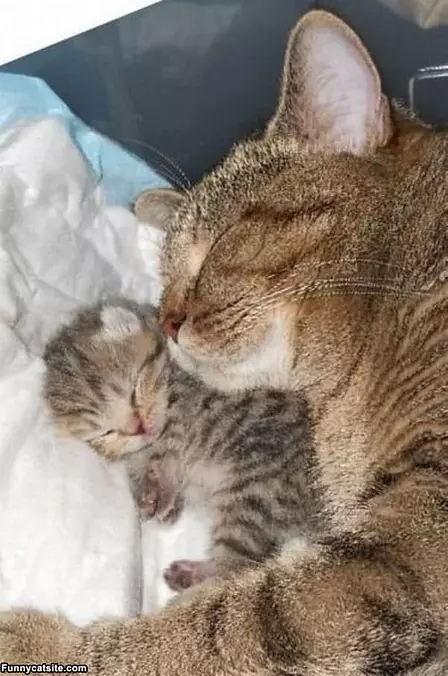 My Little Baby