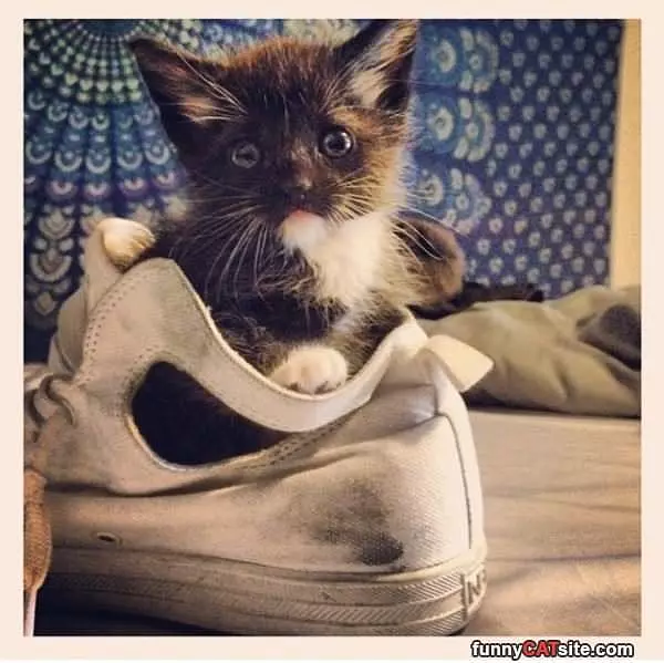 In A Shoe