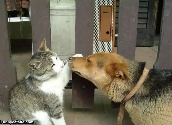 Its Ok Buddy
