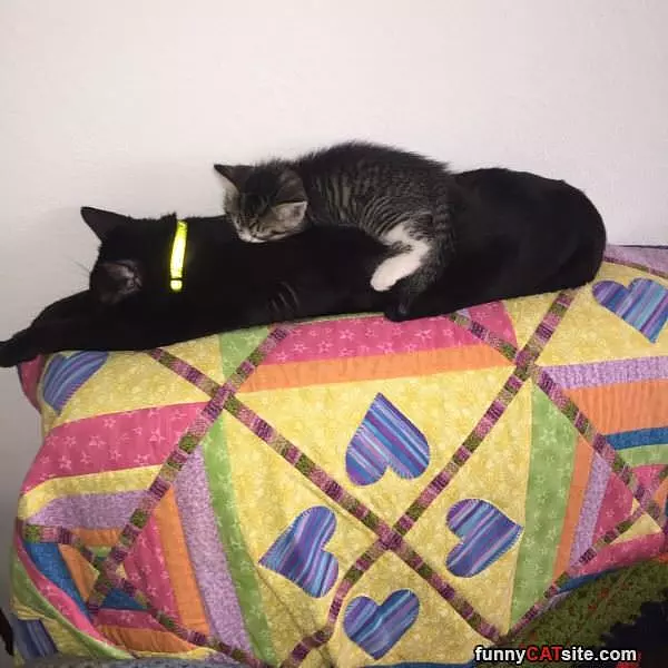 Stacking Cats
