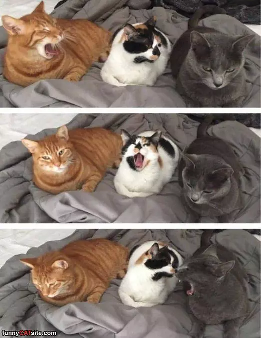 The Yawners
