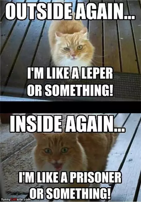 Cat Has 2 Moods