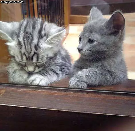 Very Funny Cats