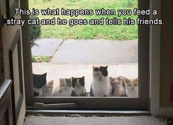 When You Feed A Stray Cat