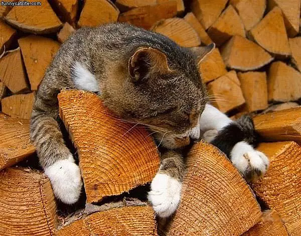His Favorite Wood