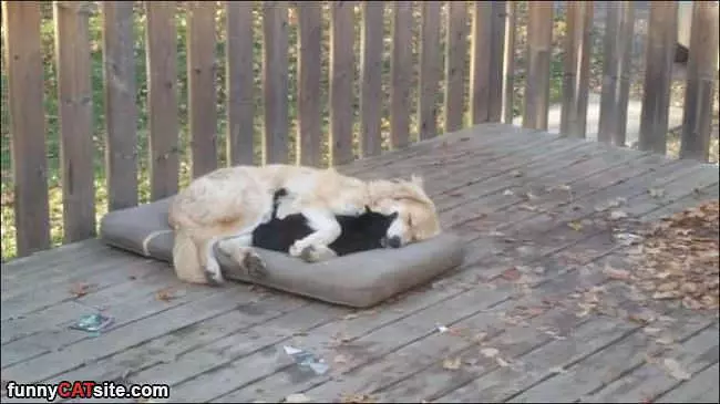These 2 Are Cuddling Up