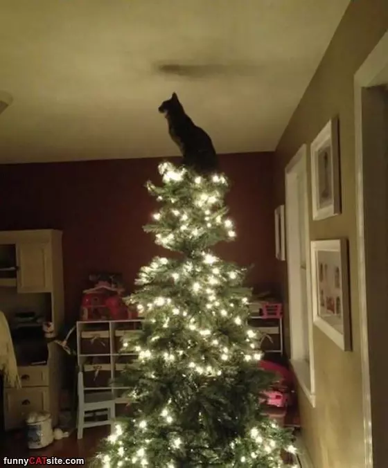 I Am The King Of This House