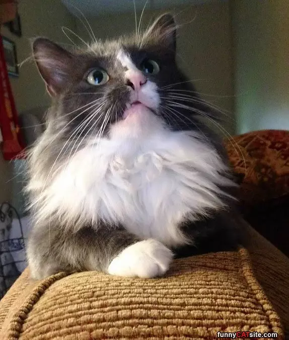 Rooarrrr Face