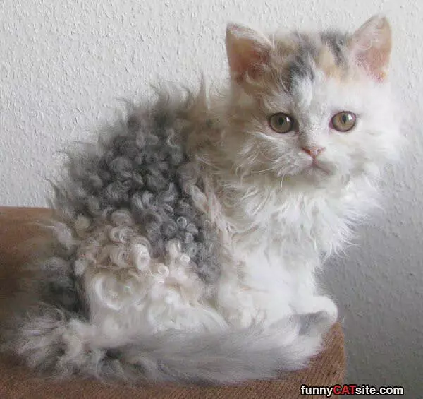 I Am Curley Cat