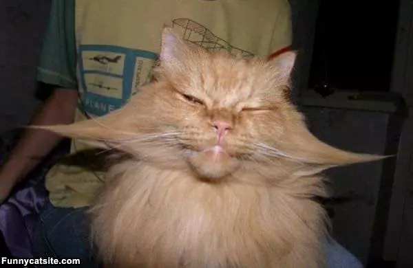 Whiskas