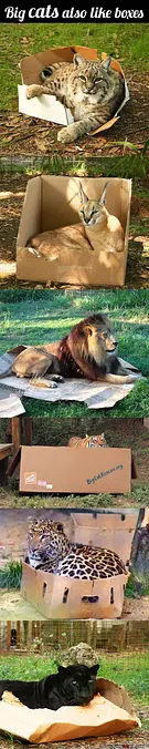 Big Cats Like Boxes Too