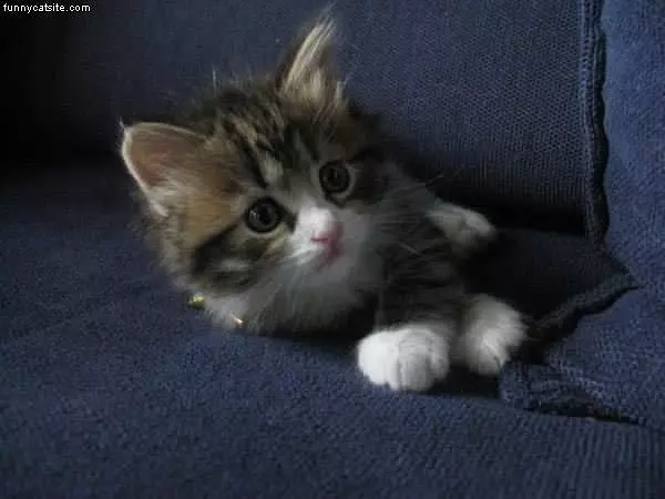 Kitty Looking To Play