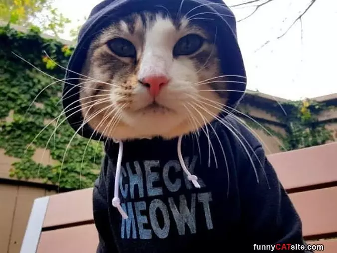 Check Meowt